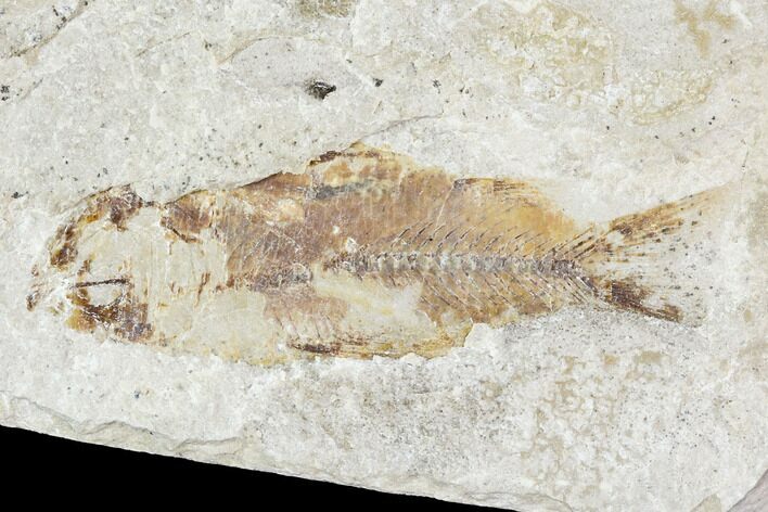 Cretaceous Fossil Fish - Lebanon #111688